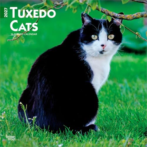 Amazon.com: Black Cats Tell All: True Tales And Inspiring Images